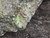 close in view showing Bright yellow Andersonite globules, few green Schröckingerite spatters  and white Metamunirite  globules on grainy sandstone matrix under outdoor light