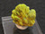 drab yellow green green Autunite crystal under indoor light