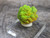 bright green green Autunite crystal formation displayed under outdoor light