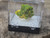 Green and yellowish green lamellar autunite crystal on display inside perky box under outdoor light rotated