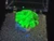 bright  green lamellar autunite crystal formation under 365nm light