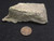 drab green Andersonite globules with rare green Schröckingerite spatters on sandstone matrix under indoor light size comparison to copper penny top view