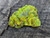 bright green and yellow lamellar autunite crystal under outdoor light