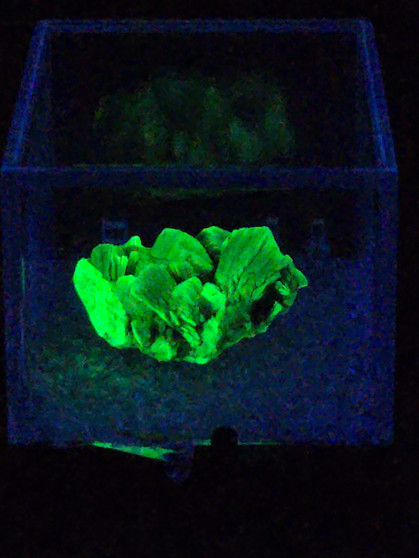 3.6 gram autunite crystal formation displayed in perky box under 365nmUV light
