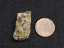 Autunite on Matrix Mini-Cabinet Specimen under indoor light size comparison to copper penny bottom view