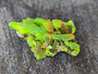 5.7 Gram Autunite Crystal formation under outdoor light