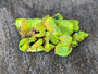 5.7 Gram Autunite Crystal formation under outdoor light