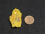 10.7 Gram autunite crystal on display under indoor light size comparison to copper penny