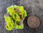 13.8 Gram Lamellar Autunite Crystal Formation under outdoor light size comparison to copper penny top view