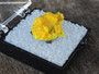 2.1 Gram autunite crystal formation displayed in perky box under outdoor light
