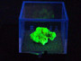 2.1 Gram autunite crystal formation displayed in perky box under 365nm UV light
