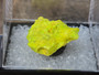 2 gram Autunite Crystal Formation in perky box under outdoor light