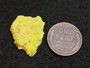 yellow 2 gram Autunite Crystal Formation in perky box under indoor light size comparison to copper penny top view