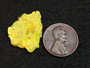 yellow 2 gram Autunite Crystal Formation in perky box under indoor light size comparison to copper penny top view