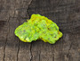 8 gram autunite crystal formation under outdoor light