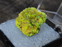 3.5 Gram Autunite Crystal in Perky Box on display under outdoor light