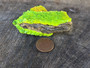66 Gram Lamellar Autunite Crystal Formation on display under outdoor light size comparison to copper penny bottom view