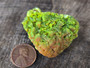 39 Gram Lamellar Autunite Crystal Formation under outdoor  light size comparison to copper penny top view