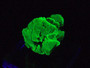 4.6 Autunite Crystal on display under 365nm UV light