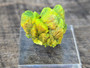 4.6 Autunite Crystal on display under outdoor light