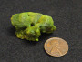 15 gram Lamellar Autunite Crystal under indoor light size comparison to copper penny top view