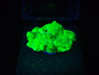 3.6 Gram Autunite Crystal in Perky Box  under only 365nm UV light