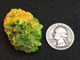 20 Gram Lamellar Autunite crystal formation on display under indoor light size comparison to silver quarter front view