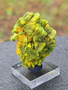 20 Gram Lamellar Autunite crystal formation on display under outdoor light