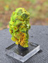 20 Gram Lamellar Autunite crystal formation on display under outdoor ligh