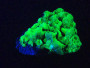Lamellar Autunite / Meta-Autunite on Matrix ~ Fluorescent Uranium Ore,  30 Grams