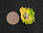 7 Gram Autunite Crystal Formation on Matrix  displayed under indoor light size comparison to copper penny bottom view