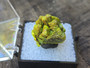 Autunite Crystal in Perky Box, 7 Grams – Fluorescent Uranium Ore