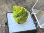 Autunite Crystal in Perky Box, 7 Grams – Fluorescent Uranium Ore