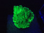 Autunite Crystal in Perky Box, 7 Grams – Fluorescent Uranium Ore