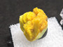 Autunite Crystal in Perky Box, 6 Grams – Fluorescent Uranium Ore indoors
