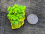 26.7  Gram Lamellar Autunite Crystal under outdoor light - size comparison to steel penny top view