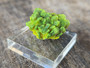 4.1 Gram Lamellar Autunite Crystal in an acrylic base under outdoor light