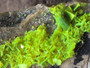 Autunite on Matrix Cabinet Specimen ~ Fluorescent Uranium Ore under outdoor light showing brilliant daytime fluorescence