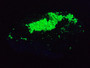 Autunite on Matrix Cabinet Specimen ~ Fluorescent Uranium Ore under 365nm light