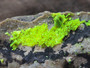 Autunite on Matrix Cabinet Specimen ~ Fluorescent Uranium Ore under outdoor light showing brilliant daytime fluorescence