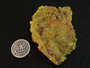 40-gram lamellar autunite crystal-under indoor light size comparison to silver quarter bottom view