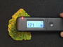 40-gram  lamellar autunite crystal-under indoor light measured by the Radiacode 102