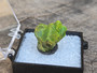 4.8 Gram green Lamellar Autunite Crystal displayed in Perky Box under outdoor light