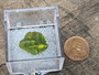 4.8 Gram green Lamellar Autunite Crystal displayed in Perky Box under outdoor light size comparison to copper penny top view