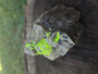 Autunite on Matrix Cabinet Specimen ~ Fluorescent Uranium Ore under outdoor light