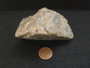 Autunite on Matrix Cabinet Specimen ~ Fluorescent Uranium Ore under indoor light size comparison to copper penny bottom