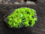 Autunite on Matrix Mini-Cabinet Specimen ~ Fluorescent Uranium Ore under outdoor light
