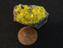 Autunite on Matrix Mini-Cabinet Specimen ~ Fluorescent Uranium Ore under indoor light size comparison with copper penny - top view