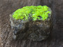 Autunite on Matrix Mini-Cabinet Specimen ~ Fluorescent Uranium Ore under outdoor light