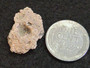 Trinitite (Atomic Bomb Glass), Trinity Site, New Mexico, July 16, 1945 - size comparison to steel penny - rear